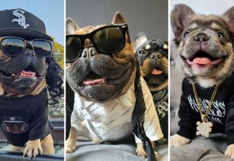 Papa Bear N Lil Mac Are Living the Gangster Frenchie Life