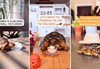 Relax and Have Some Snacks With Fig the Tortoise (@through.the.lleaves)