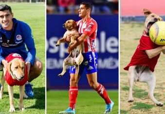 Tunita the Stray Dog Crashed a Soccer Game - So the Home Team Adopted Her as Their Mascot!