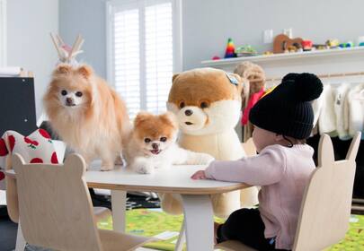 Boo the World's Cutest Dog Makes $20,000 a Week ​