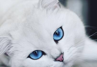Coby the Cat with Piercing Blue Eyes, over 1 Million Followers, and Sponsorship Deals