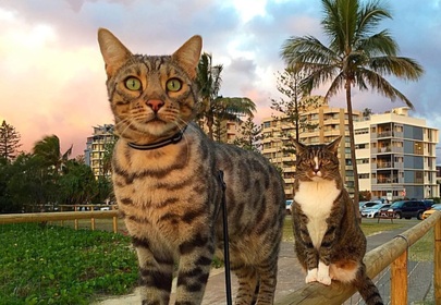 These skateboarding and surfing cats can summer better than you
