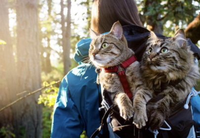 Adventure Cats Bolt and Keel: rescued from a garbage can now climb mountains