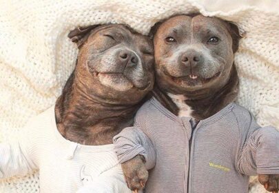 Pitbull brothers Darren & Phillip fight breed specific legislation in pyjamas
