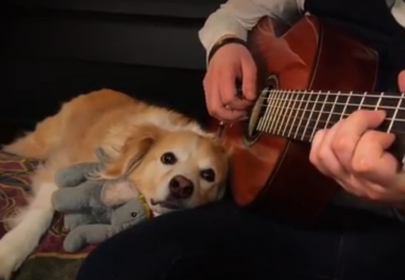 Let this acoustic guitar-loving dog teach you how to chill