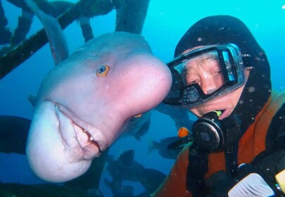 Diver and his BFF (Best Fish Friend) have been meeting up for 25 years