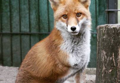 Chester the handicapable fox is scarred but beautiful