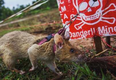 Hero Rats sniff out bombs and disease, making the world a better place