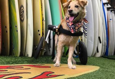 Super Scooty miracle pup overcame all odds, proving everyone wrong