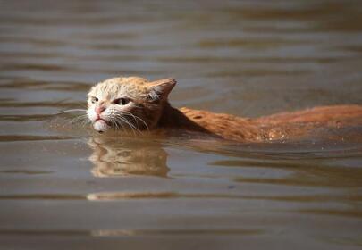 Grumpy cat powers through Hurricane Harvey like a boss