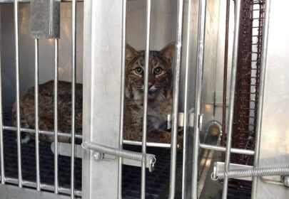 Thanksgiving miracle: bobcat survives 60 mile trip in car grille