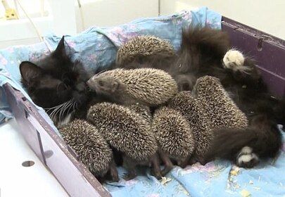 Cat adopts orphaned hedgehog babies proving that love knows no bounds