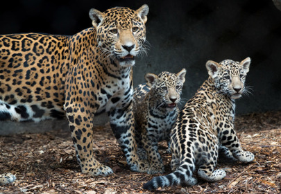 Twin jaguar cubs born at Houston Zoo, too cute for words!