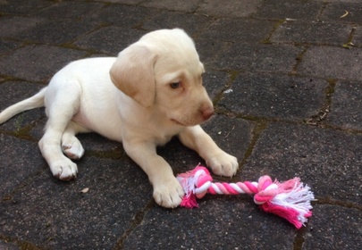 Stolen puppy returned to family by thieves with a conscience