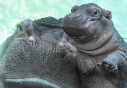 Tony the baby hippopotamus is all that is pure in America