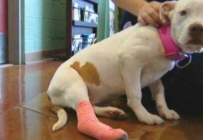 Shootout lead to lost puppy rescue, family has happy ending