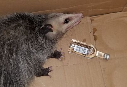 Party possum commits B&E, hits the sauce and gets arrested.