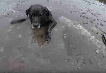 Labrador saved from icy death by local hero
