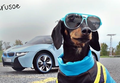 The Fast and the Furious: Wiener Dog Drift