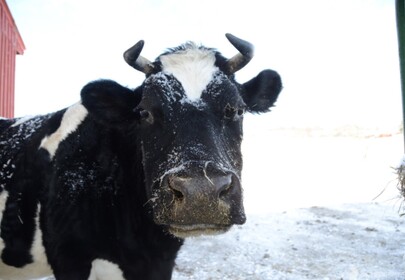 Cow Frolicking Through Snow Wins At Winter