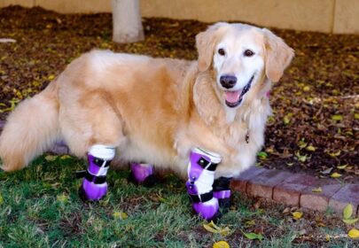 Chi Chi the Therapy Dog Has 4 Prosthetic Limbs & Can't Stop Smiling