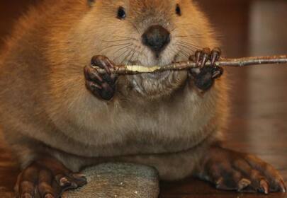 Baby beaver makes himself feel at home (by building one out of toys)