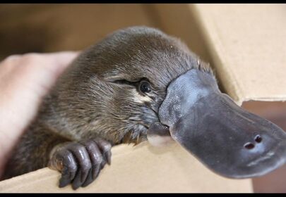 Platypus milk: medical miracle or just plain weird?