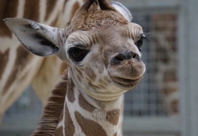 Baby Giraffe Escapes Zoo, Leads Wild Chase Around Parking Lot