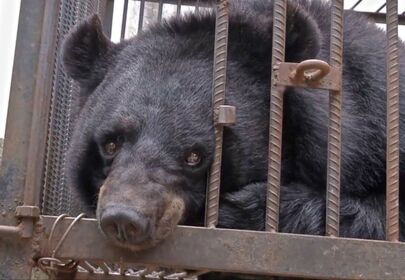 Family Thinks They’re Raising a Pet Dog, Turns Out To Be a Black Bear