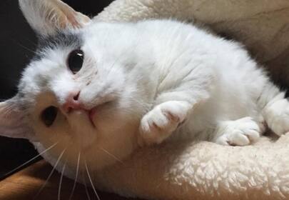 Meet Potato: The Blind Dwarf Munchkin Cat Who Was Rescued & Healed