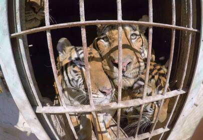 Five Rescued Circus Tigers Find New Home, Free At Last
