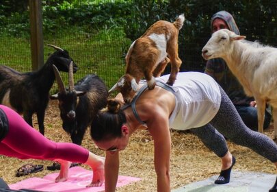 Goat Gives Birth to Twin Goat Babies During Yoga Class