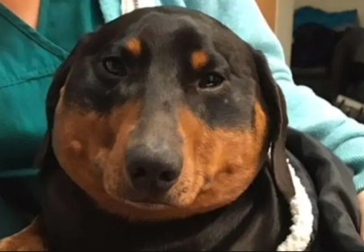 IRL balloon animal: Rare condition turned wiener dog into a jumbo hot dog