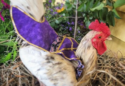 Chicken Fashion: Diapers, Saddles, & Tutu's for Poultry