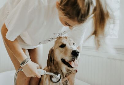 Ways To Keep Your Dog Clean & Groomed