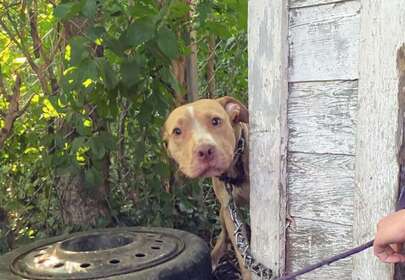 Abandoned Dog Left Chained So Incredibly Happy To Be Rescued