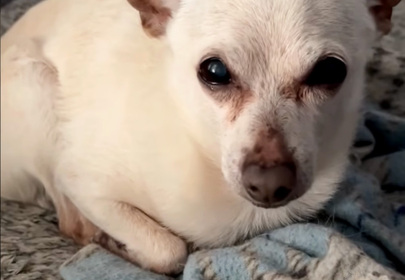 TobyKeith - The Oldest Living Dog in the World by Guinness World Records