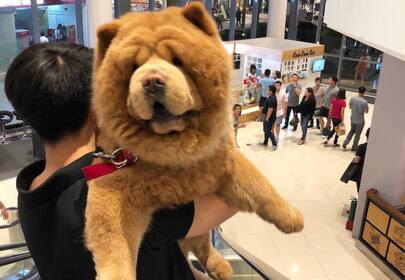 Chowder The Bear Dog is the "Stuffed" Animal We All Need