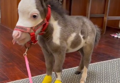 The Inspiring Story of Peabody - The World's Smallest Horse
