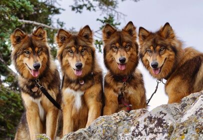 Wander With Willow's Pack The First Wolfdog Clones in The World