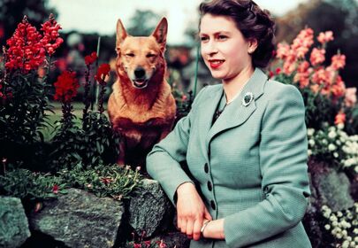Guess who gets Queen Elizabeth II's royal corgis? Hint: It's not King Charles III!