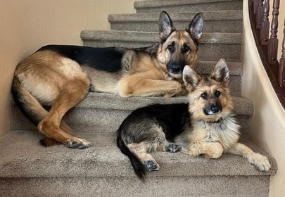 A puppy forever – Meet Ranger, the German Shepherd with dwarfism
