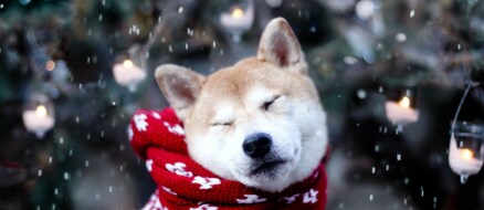 Top 5 Reasons Pets Make Winter Better