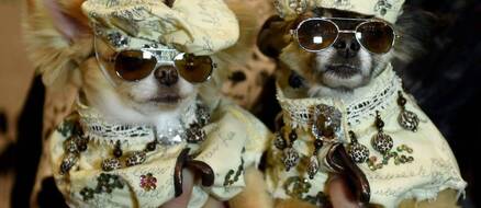 Forget New York’s 2017 Fashion Week. The 14th NY Pet Fashion Show is Much More Adorable and Amazing