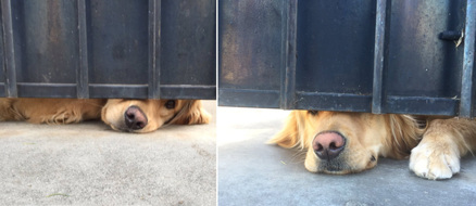 A Gate Can’t Stop Puppy Love: The Viral Story of Elisa and Ralph the Retriever