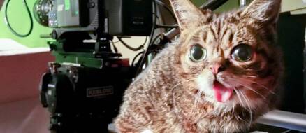 Lil Bub the ‘mysterious alien woman’ Raises over $300,000 for ASPCA