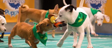 Puppy Bowl XIII - 5 Furry Facts