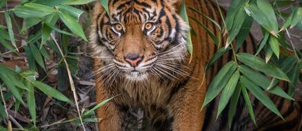 Rare Sumatran Tiger Couple Makes It Facebook Official for Valentine's Day
