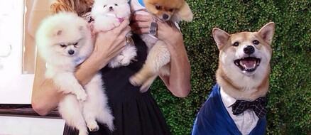 The Menswear Dog, Bodhi, Makes $15,000 a Month with Fashion Brand Coach
