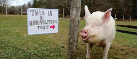 Esther the Wonder Pig - From Mini Pig to Mega Star